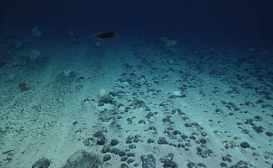 Thousands of feet deep, parts of the seafloor are covered in polymetallic nodules. The potato-sized formations are being targeted by mining companies because of the metals they contain.