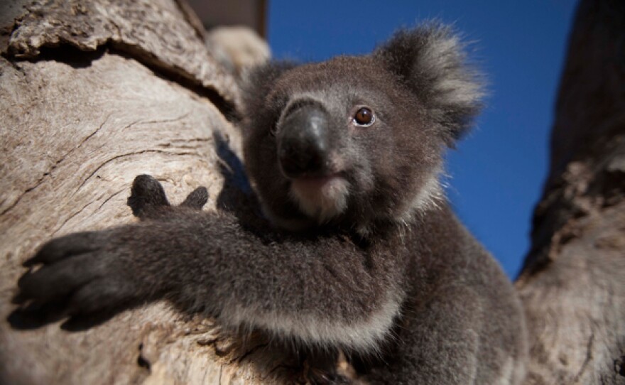 Danny, the orphaned koala learning to climb in the outside enclosure at the Conservation Ecology Centre in Cape Otway, Victoria, Australia.