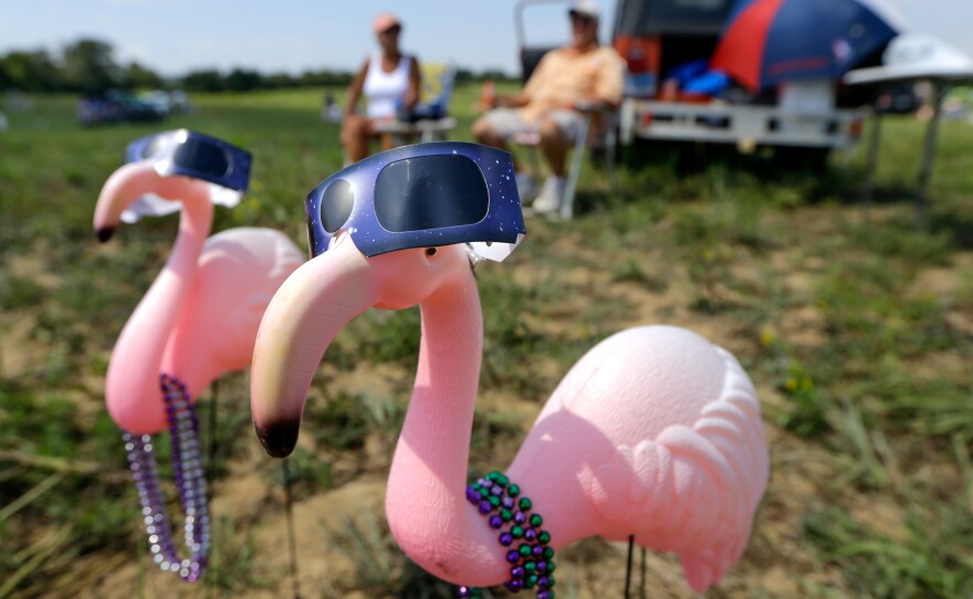 Plastic pink flamingos wear solar eclipse viewing glasses at a campsite near Hopkinsville, Ky.
