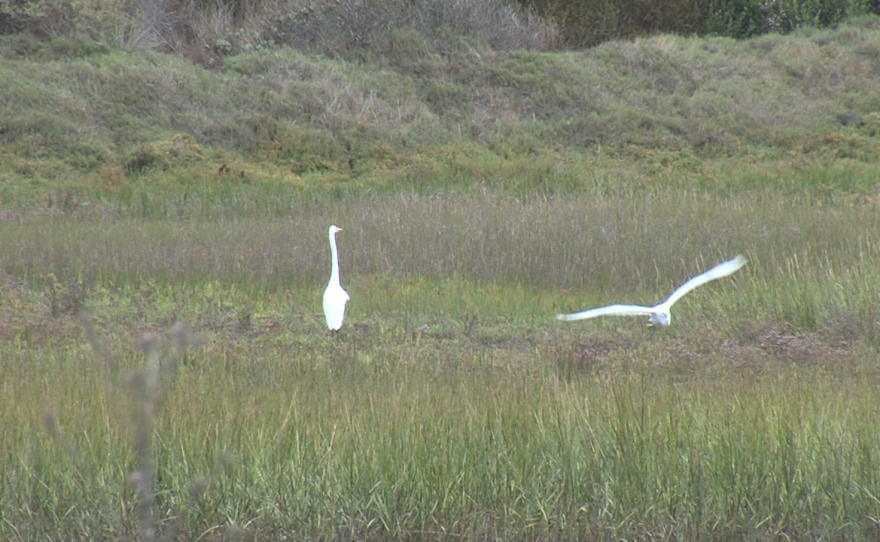 Two birds are shown at the Famosa Slough on Sept. 26, 2025.