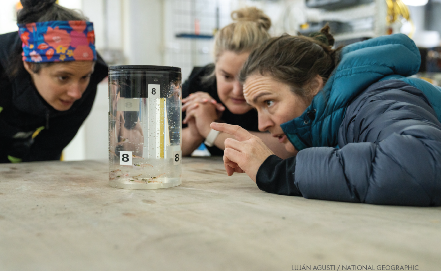 Biological oceanographer Kim Bernard and her colleagues examine the krill that they collected from a hydrothermal vent some 3,600 feet below the surface.