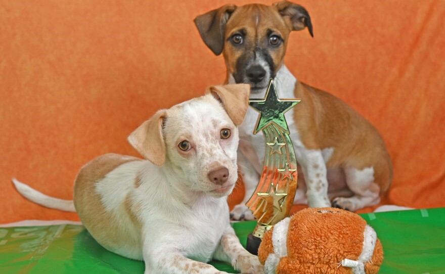 Sitting side-by-side are the chosen puppy brothers for Animal Planet's 2023 Puppy Bowl Carlos and Crocket from the Helen Woodward Animal Center in San Diego.