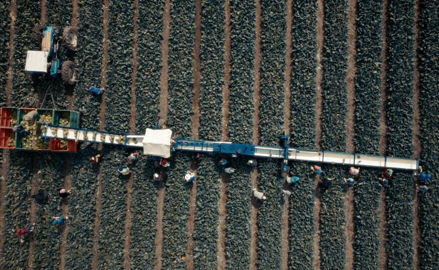Broccoli harvested in Guanajuato, Mexico. Aerial view of a broccoli harvesting system cutting a straight line across dark soil. The mechanical pulley stretches from the field to storage bins, creating a stark geometric contrast against the farmland. Workers use this conveyor to efficiently transport freshly harvested produce.