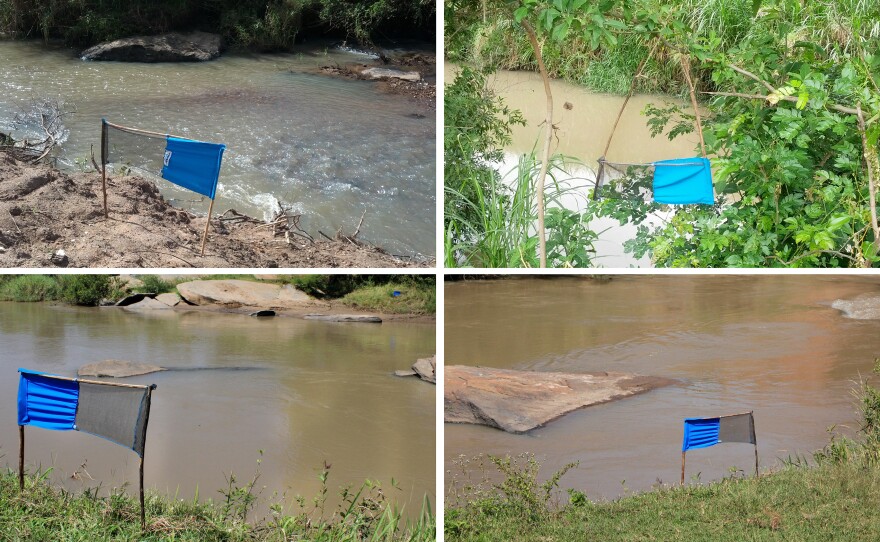 If you were a tsetse fly, you would be irresistibly attracted to these blue flags.
