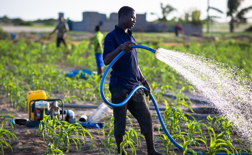 These farmers grow maize, onions and other vegetables in a city in Ghana. They use groundwater to irrigate their crops.