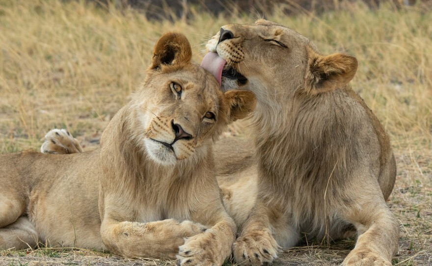 Young male lions must leave their birth pride to start a family of their own.