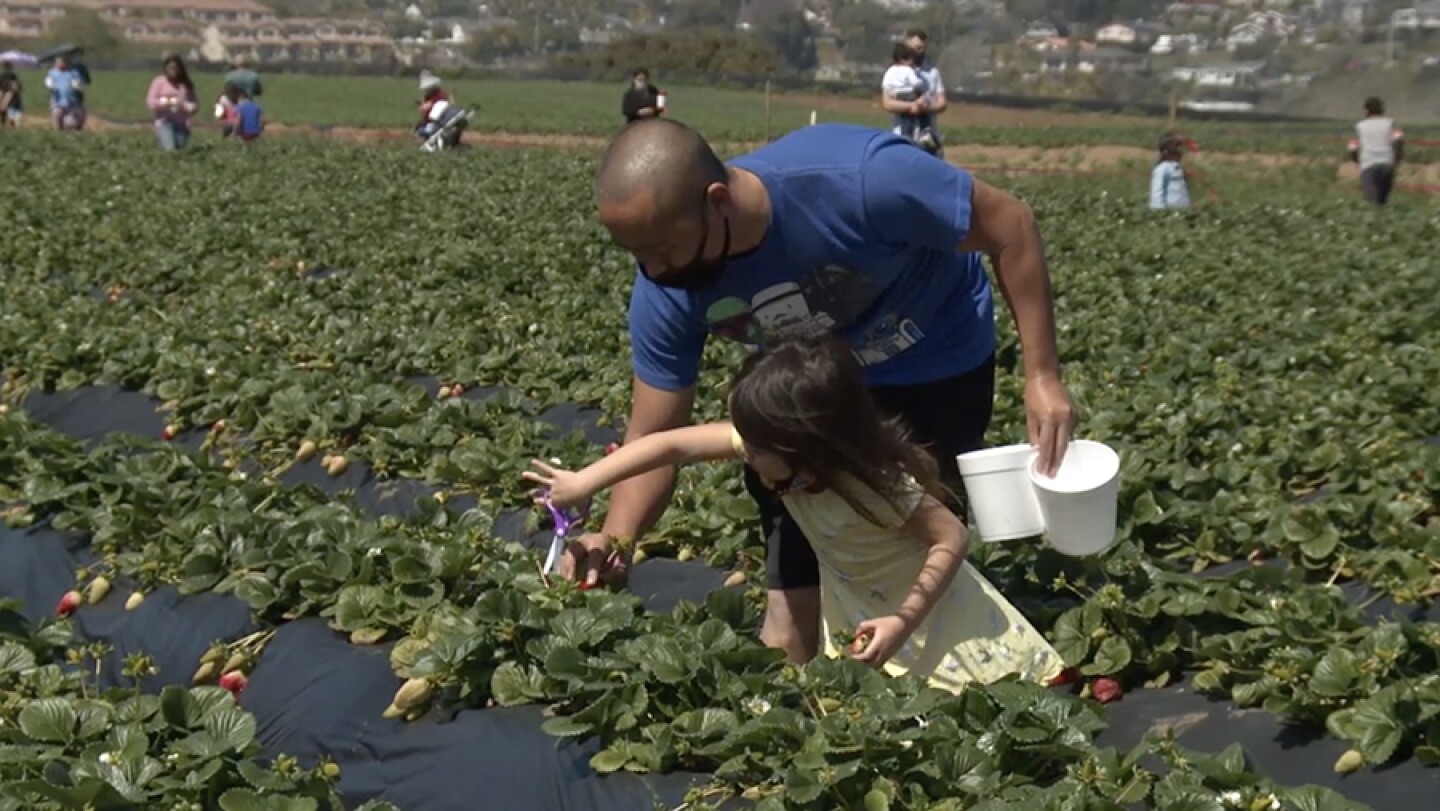 Families enjoy the U-Pick strawberry field at Carlsbad Strawberry Company, Carlsbad, Calif.