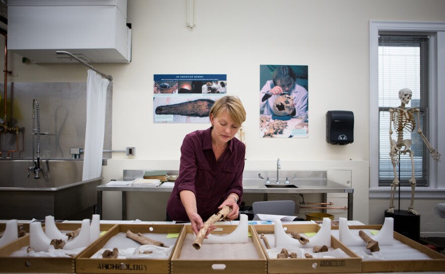 Karin Bruwelheide, a physical anthropologist with the National Museum of Natural History, handles one of the limbs uncovered from the pit. The team has identified the remains as belonging to Union soldiers from the second Battle of Bull Run.