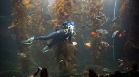 Celeste Parry cleans in Birch Aquarium's Giant Kelp Forest Tank on Aug. 14, 2025. San Diego, Calif.