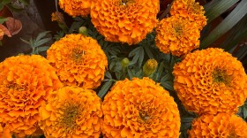 Marigolds or cempasúchitl flowers are used on ofrendas or altars for Day of the Dead or Día de Muertos celebrations held at the end of October and the beginning of November. Sept. 25, 2024.