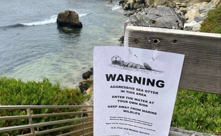 The Santa Cruz Police Department warned locals about an ill-tempered southern sea otter confronting people at a popular surf spot known as Steamer Lane along West Cliff Drive.