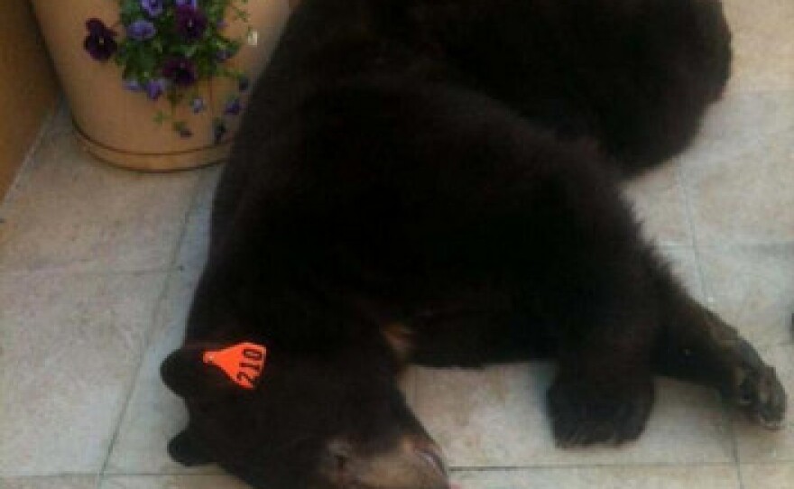 Meatball the bear was tranquilized by the California Department of Fish & Game and transported to Angeles National Forest.