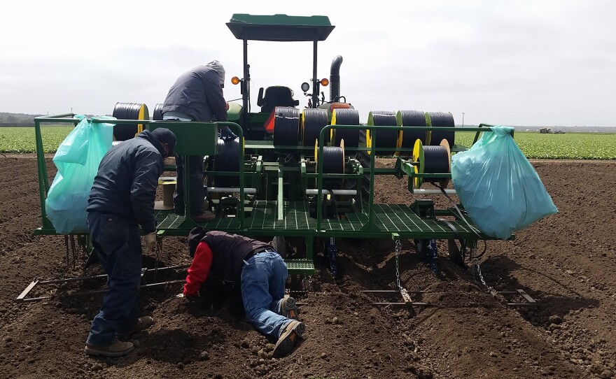 Farmers lay drip tape into a lettuce field in California's Salinas Valley.