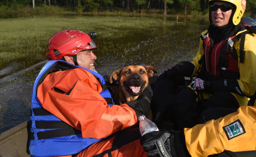 Maciel (left) and Holsinger and the rest of the team have been directed to dogs in need by concerned neighbors or owners who have evacuated.