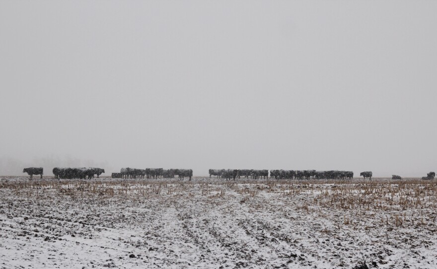 Dan Byers said he's thankful his small beef cattle operation in central Illinois can offset his losses from the downward trend in corn prices. The U.S. Department of Agriculture predicts that farmers nationwide will lose a third of their income compared to last year.