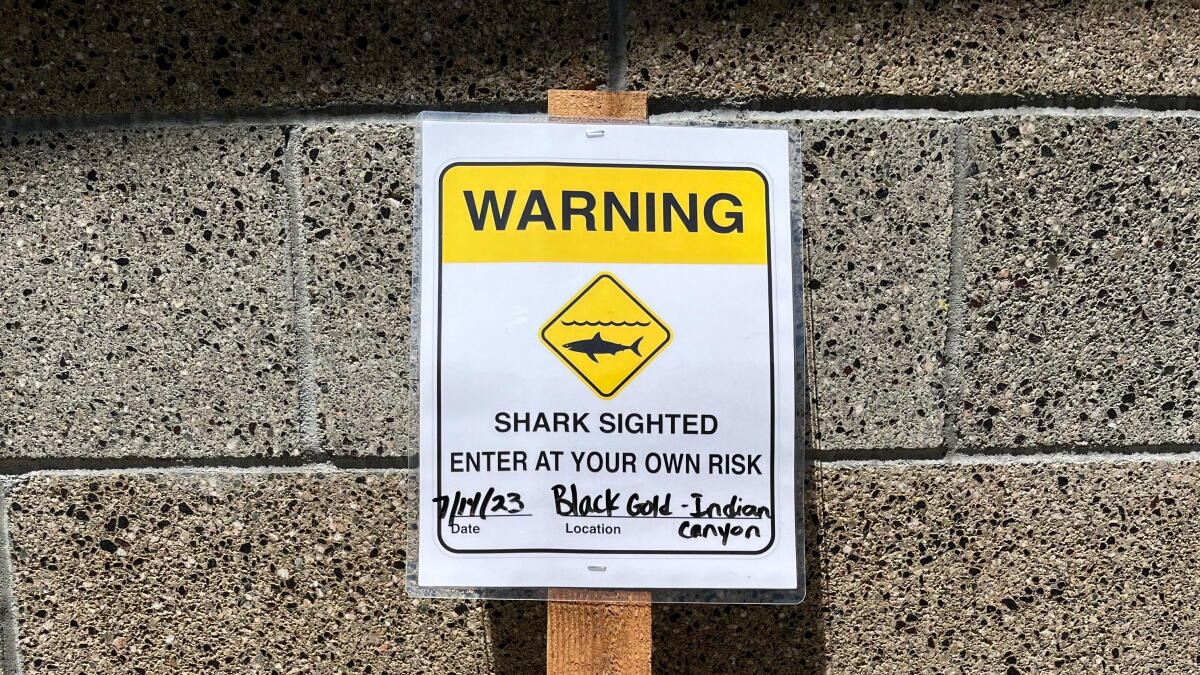 Trio of juvenile great white sharks spotted off Black's Beach - Vimarsana News