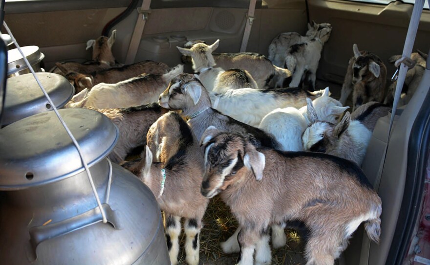 The kids take a ride in a minivan with large barrels full of their mothers' milk, to get them started on the milking apparatus at the Vermont Goat Collaborative's Pine Island Farm.