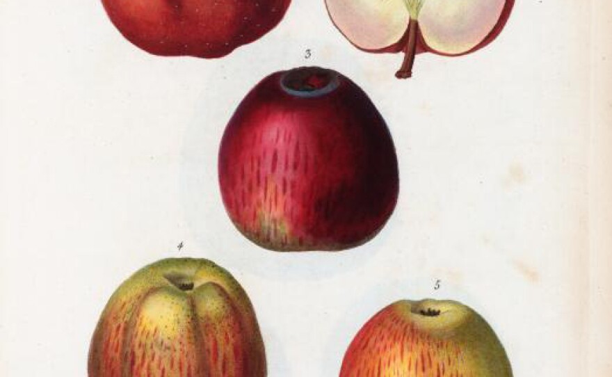 redapples_custom-4832c0aabebcb7e646c805dd434f568bd9d714ab.jpg