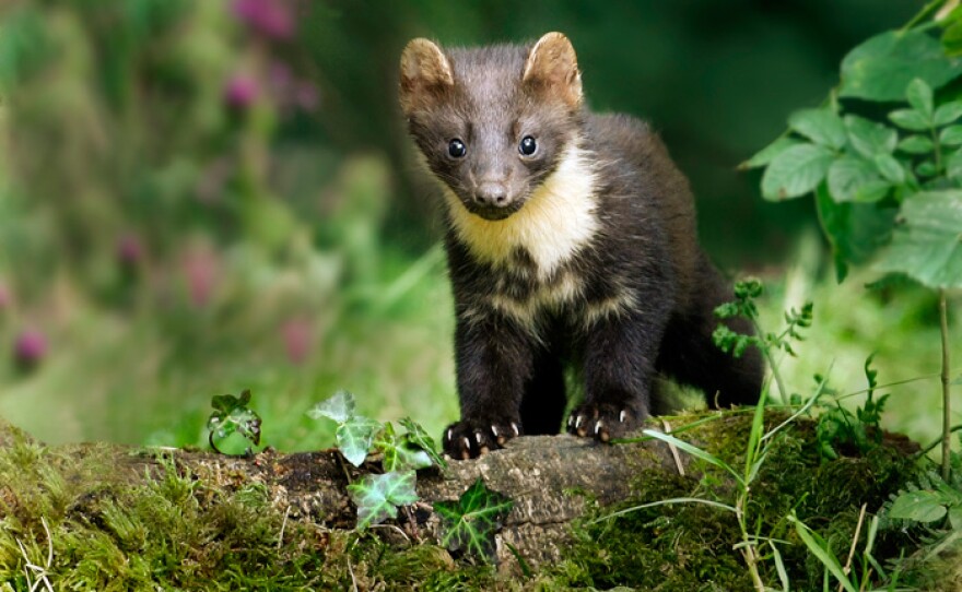 Young pine marten on woodland flow.