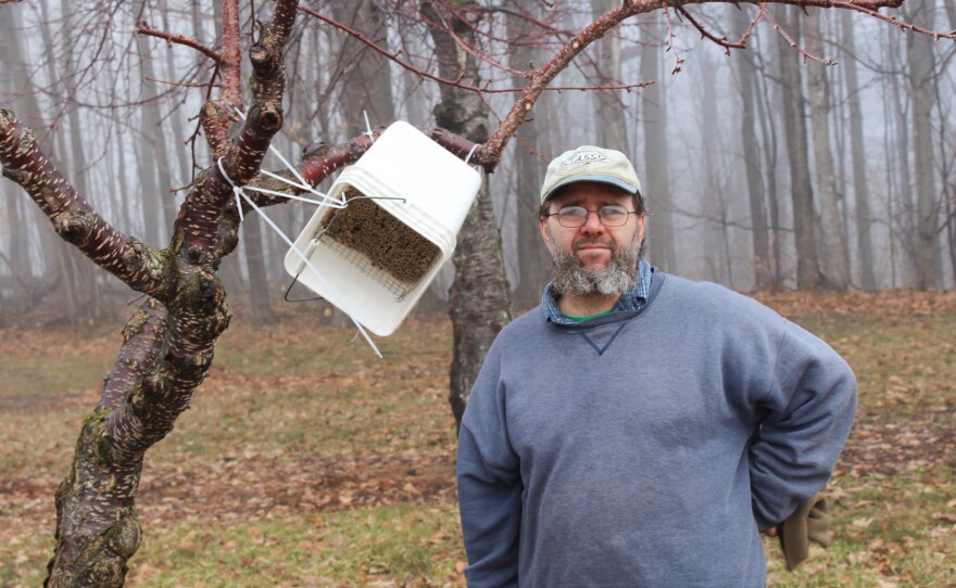 The honey bees that usually pollinate tart cherry trees are vulnerable to erratic spring weather. So, Todd Springer has made hives out of buckets for the more resilient horn-faced bees, which will pollinate his trees even in inclement weather. Springer calls the bees his "pollinator insurance."