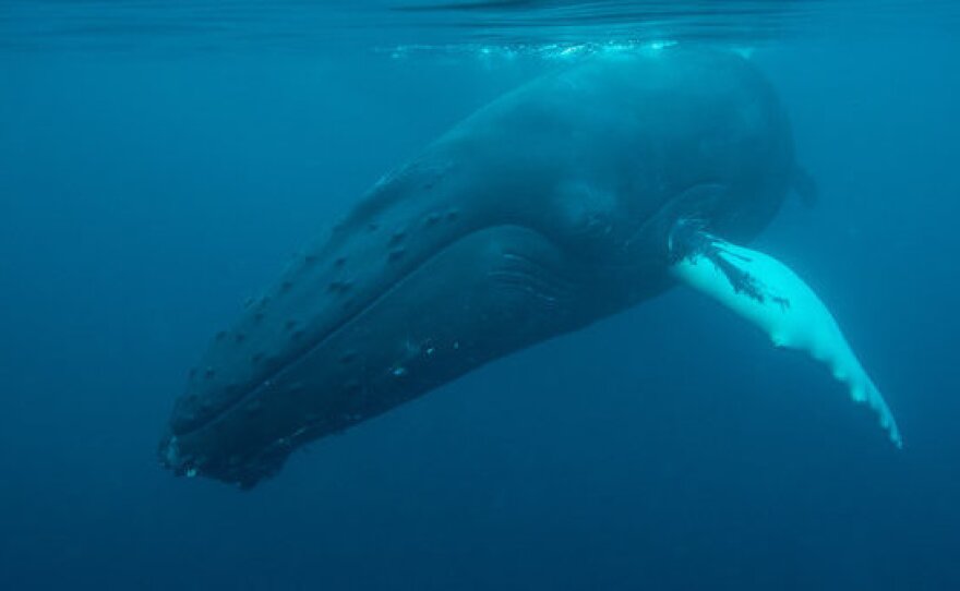 Humpback whales are among the animals that could be affected by seismic surveys for oil and gas.