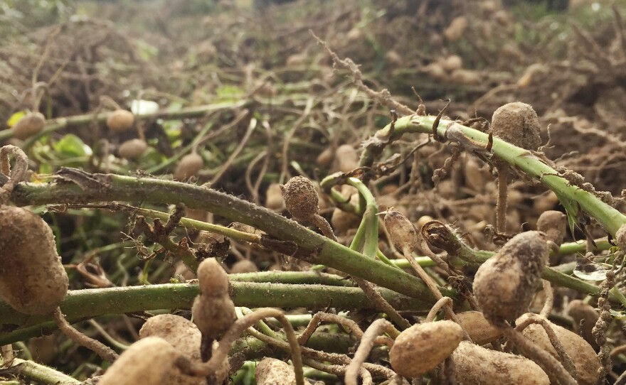 Horticulturist Brian Ward started out with just 20 seeds, half of what was known to exist of the Carolina African runner peanuts. Today there are millions of the seeds.