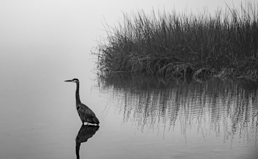 Mary Peddecord's "Morning at the Lake" is one of the selected photos for the 2025 Mission Trails Photo Contest exhibition, on view through July at the Mission Trails Visitor Center.