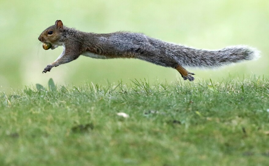 A woman who boarded her Frontier flight with an emotional support squirrel (not this one) was escorted off the plane on Tuesday.