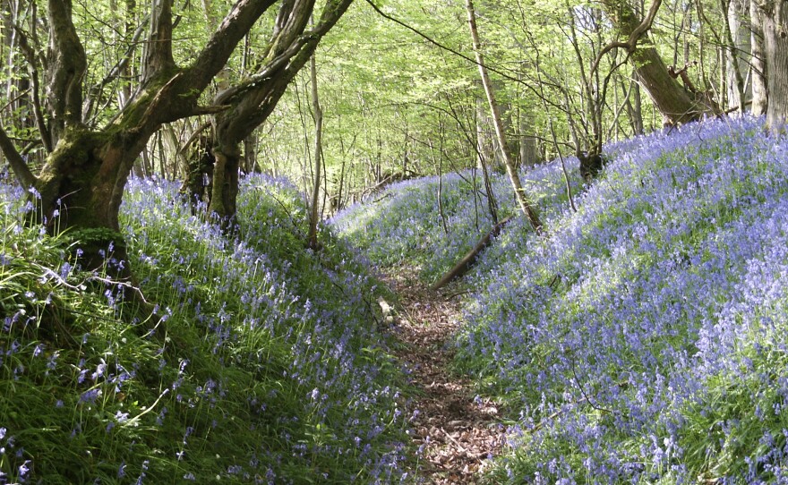 Bluebell flowers in Ashdown Forest, the basis for A.A. Milne's Hundred Acre Woods, in an undated photo.
