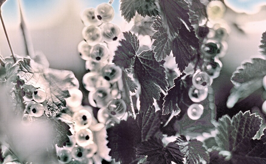 White Currants
