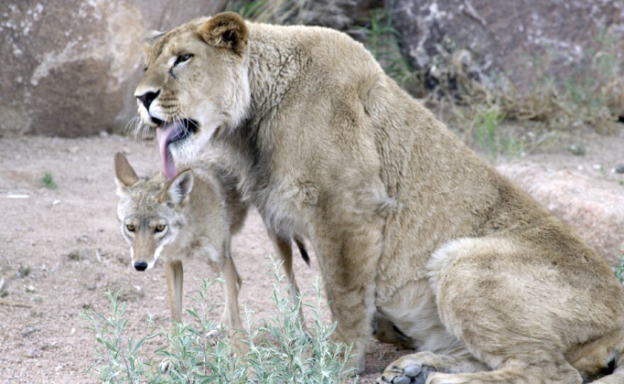 Anthony (lion) licks Riley (coyote) after playing.