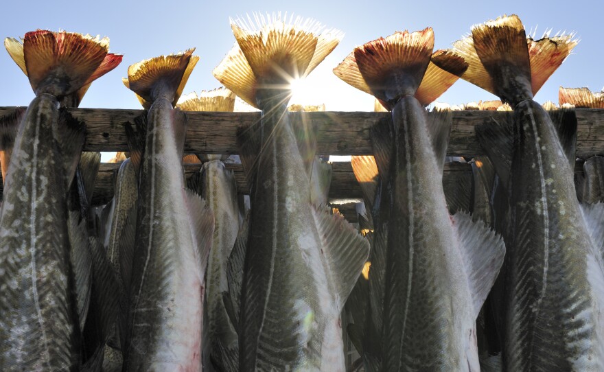 Whitefish, such as cod, was traditionally dried on outdoor racks. But now the fish is dried in sanitary rooms.