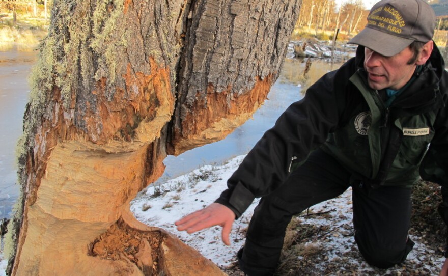 Pablo Kunzle, a park ranger in Tierra del Fuego National Park on Argentina's southernmost fringe, shows off the trunk of a tree whittled down by beavers. "Unfortunately," Kunzle says, "they're almost the perfect machine." Once the tree is toppled, he says, it'll be used to buttress the beaver's dam or lodge.