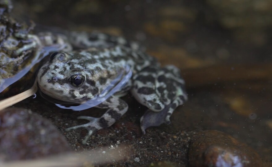 A Mountain Yellow-Legged Frog was released in a remote site on the San Bernardino National Forest, July 8, 2021.