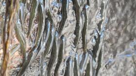 Shellear fish have certain anatomical traits making it possible for them to climb as well as swim.