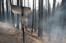 A burned sign greets travelers in Grizzly Flat, Calif. Tuesday, August 17, 2021.
