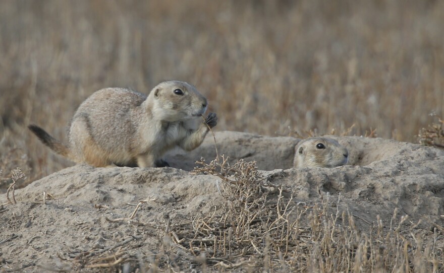 Prairie dogs look on as the ferrets are turned loose. Ferrets eat prairie dogs.