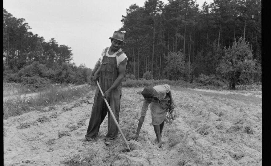 A sharecropper plants sweet potatoes with his 13-year-old daughter near Olive Hill, N.C., July 1939. "Her father hopes to send her to school," Lange noted.