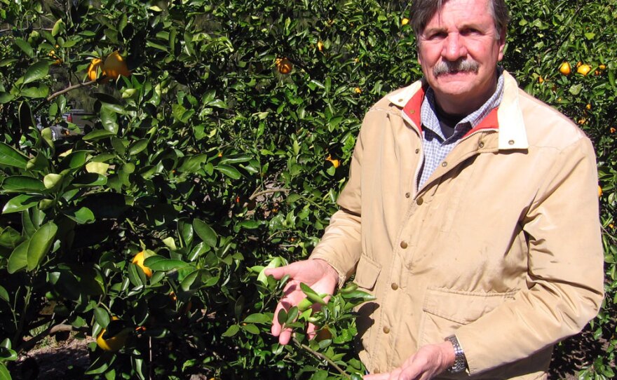Bob Adair, director of the Florida Research Center for Agricultural Sustainability, in his citrus grove in Vero Beach, Fla.
