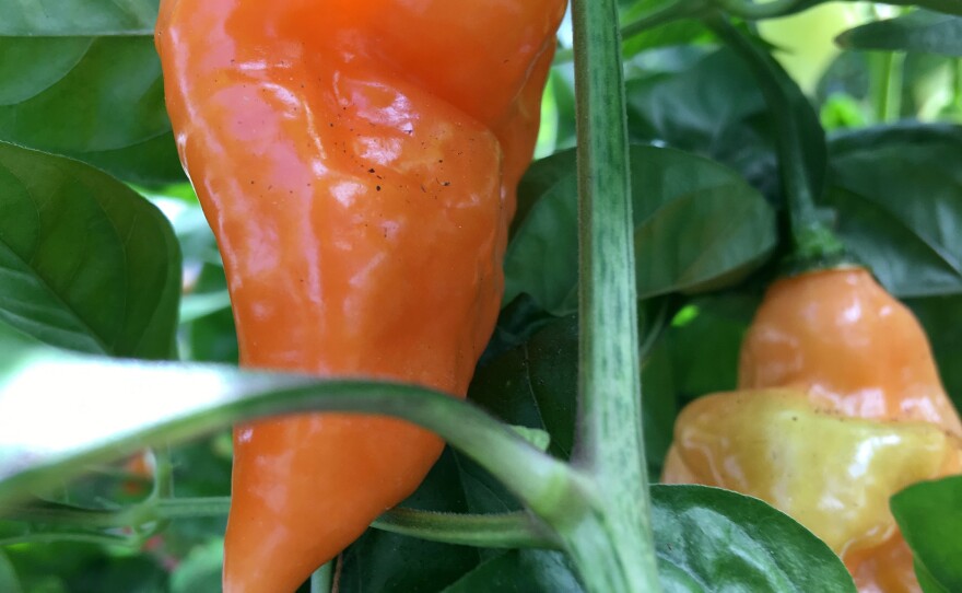 Cornell plant breeder Michael Mazourek created the Habanada as part of his doctoral research. He got the idea after discovering a rogue heatless pepper whose genetics behaved very differently from a naturally sweet pepper like the Bell.