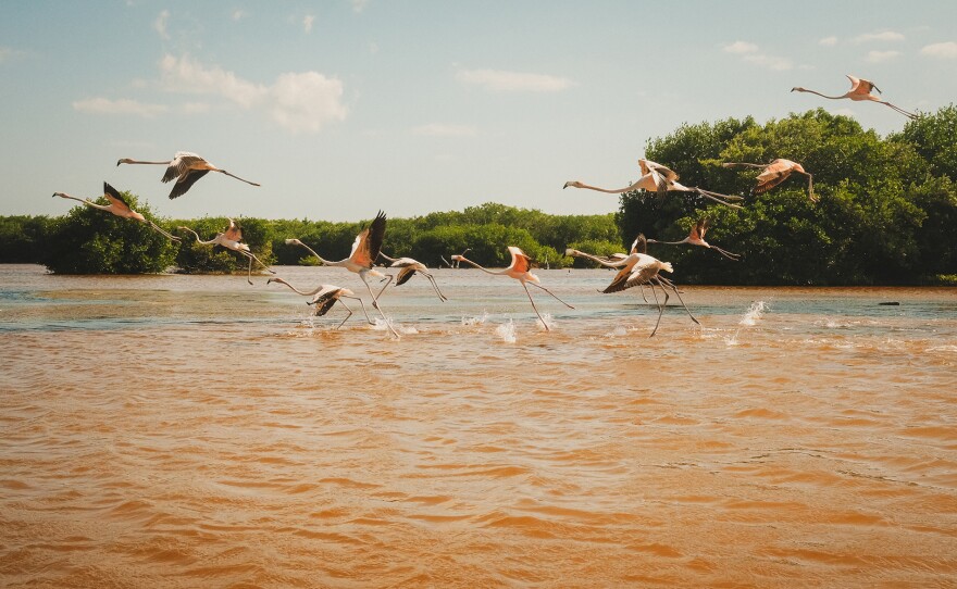 Down the road in Rio Lagartos, conservationist Diego Nuñez takes her to see another pink wonder, Mexico’s highest concentration of flamingos.