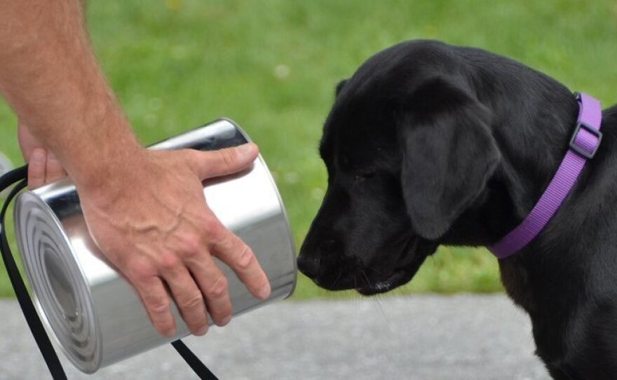 Lulu photographed during explosives training.