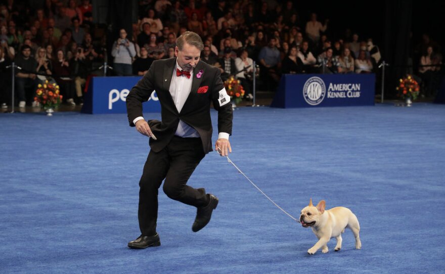 Winston runs with handler Perry Payson at the National Dog Show in Philadelphia.