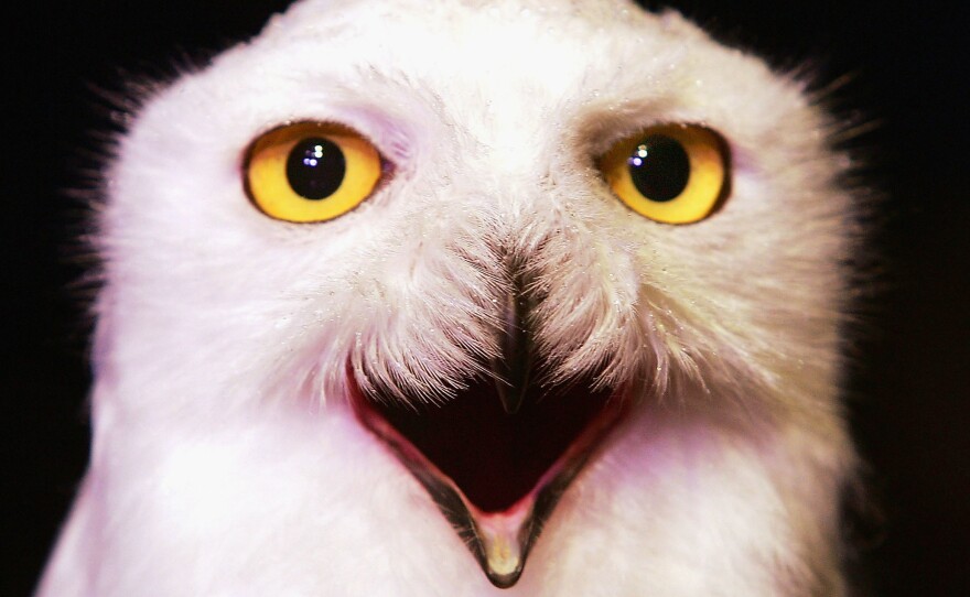 Amidst the flood of football content you'll see on your social media feeds this Sunday, you might spot an owl or two.