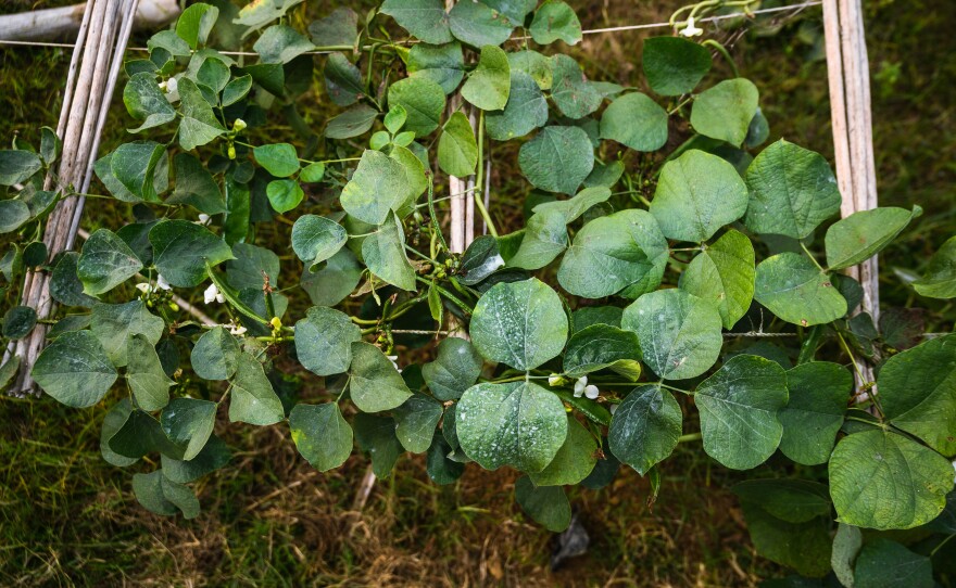 Lablab is one of the edible "opportunity crops" being championed by a new campaign. Its immature seeds and pods, as well as young leaves, can be cooked and eaten. The mature dry beans require prolonged cooking, which gives them a mild, nutty, smoky flavor and a creamy texture.