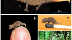 The species of chameleon is one of the world's tiniest lizards, found on an island off Madagascar.