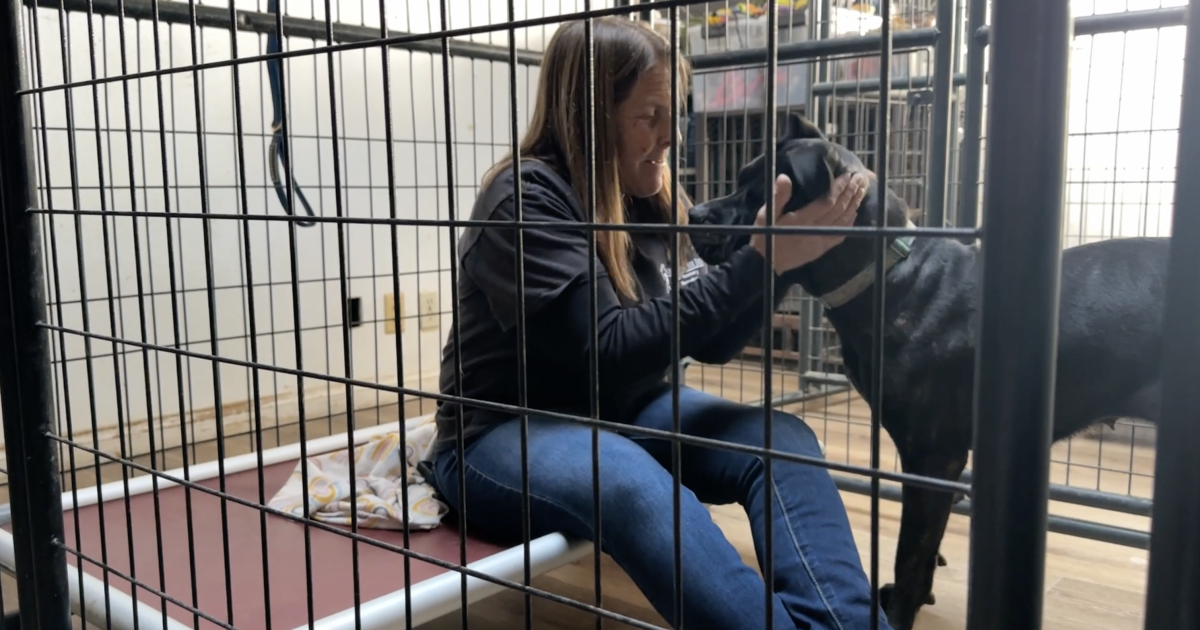 Animal Recovery Doggone: Local animal recovery specialist says when pets are lost, hope ...