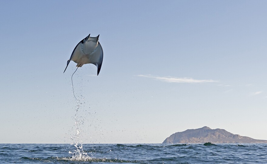 Mobula Munkiana in Cabo Pulmo National Marine Park, east coast of Mexico's Baja California Peninsula.