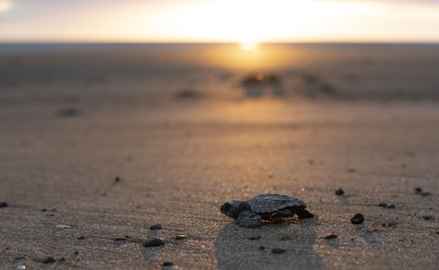 Olive Ridley sea turtle hatchling. Santa Rosa National Park, Guanacaste, Costa Rica.