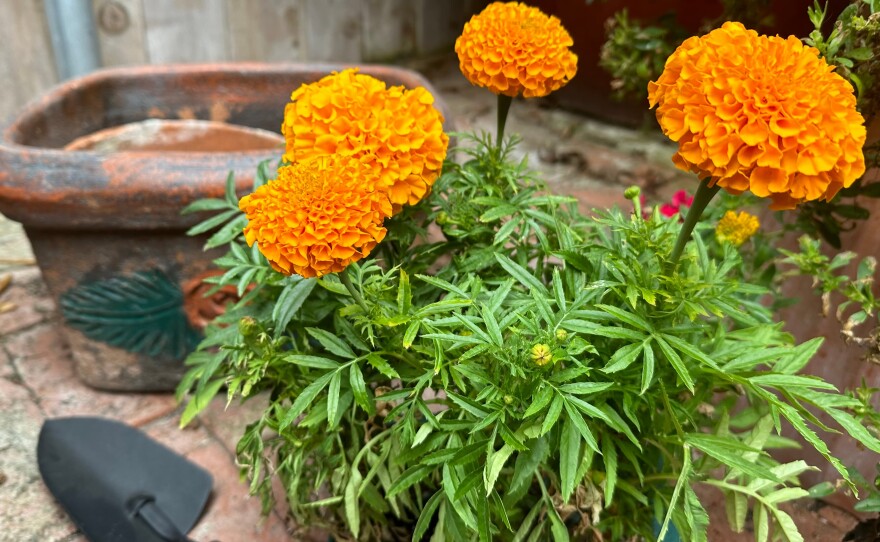Four bight orange marigold blooms rise above green leaves. There's a shovel and pot in the background.